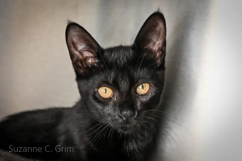 A baby medium-sized female Domestic Short Hair cat named Venus for adoption in New Orleans, LA