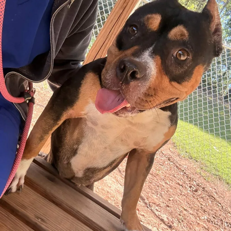 An adult small-sized female Gray / Blue / Silver Mixed Breed dog named Chilli for adoption in Greenville, SC