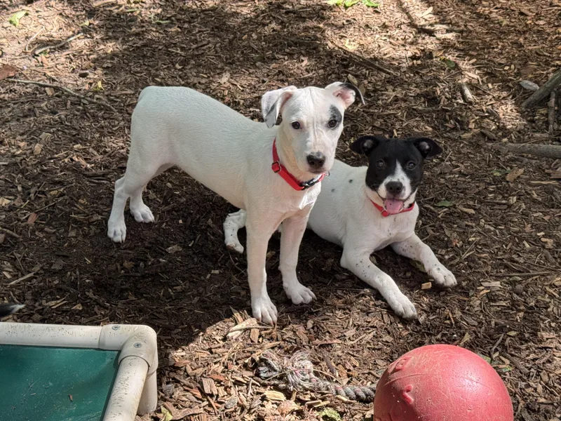 A baby medium-sized female White / Cream Mixed Breed dog named Pebbles for adoption in BONIFAY, FL