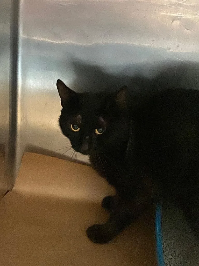 A young large-sized male Domestic Short Hair cat named Toffee for adoption in Cartersville , GA