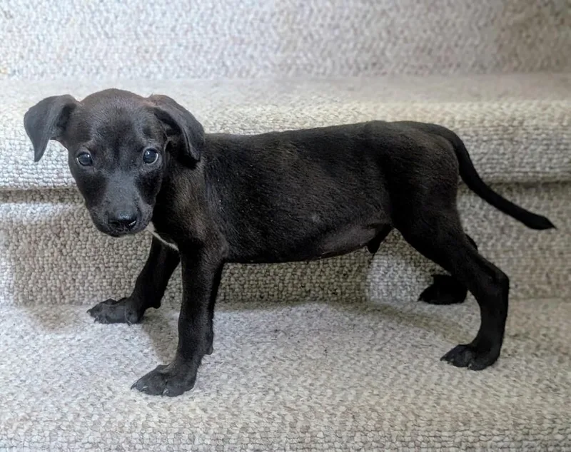 A baby medium-sized male Tricolor (Brown, Black, & White) Mixed Breed dog named Leno for adoption in Waunakee, WI