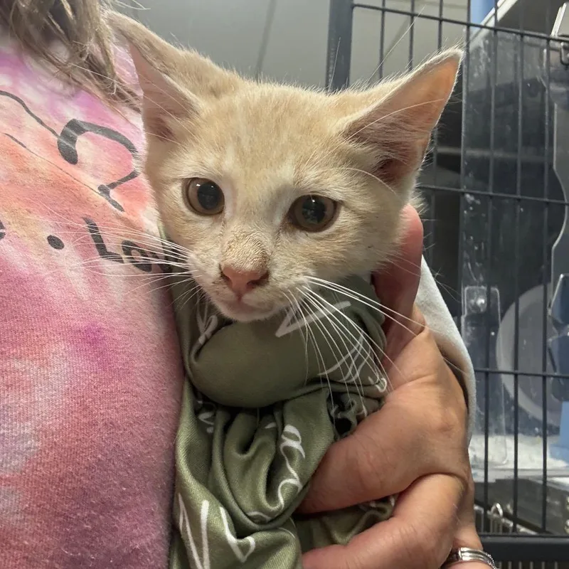 A baby small-sized male Buff / Tan / Fawn Domestic Short Hair cat named KombuchaC for adoption in East Saint Louis, IL
