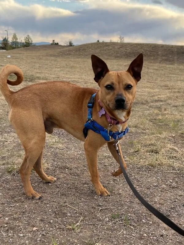 An adult medium-sized male Yellow / Tan / Blond / Fawn Chihuahua dog named Scrappy for adoption in Fort Collins, CO