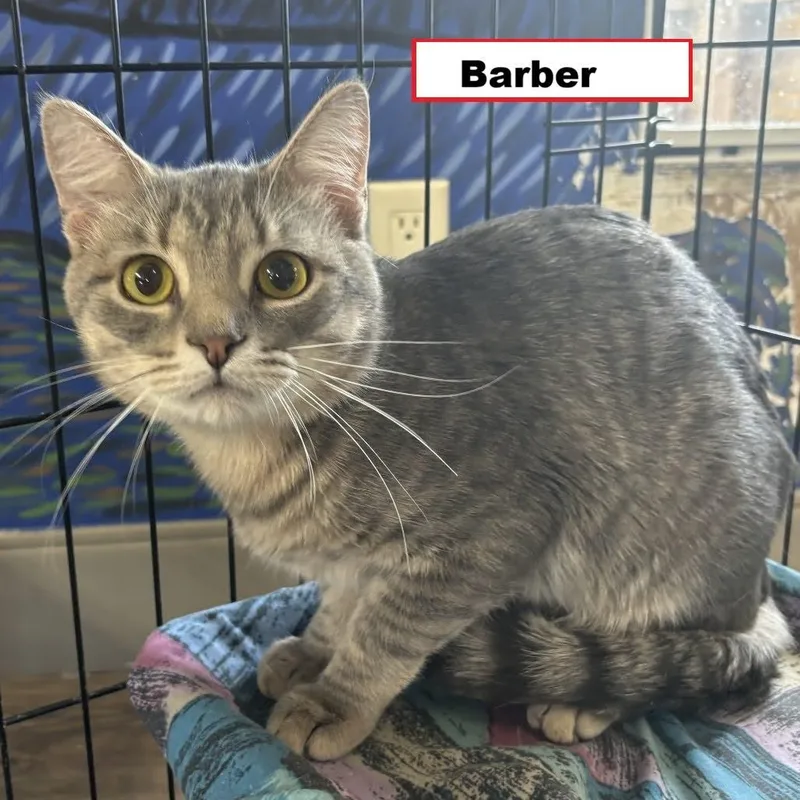 A young medium-sized male Domestic Short Hair cat named Barber for adoption in Zimmerman, MN