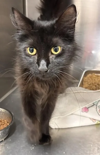 An adult medium-sized female Domestic Medium Hair cat named Bai for adoption in Upper Marlboro, MD