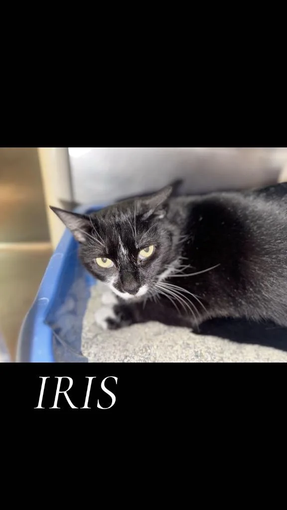 An adult large-sized female Domestic Short Hair cat named Iris for adoption in Cambridge, MD