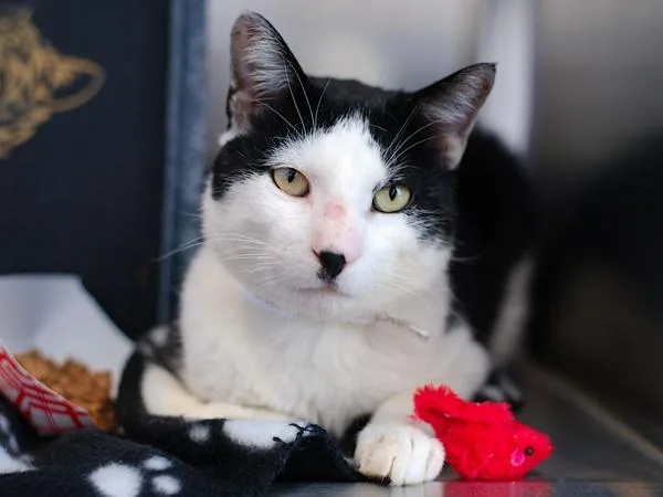 A young medium-sized male Domestic Short Hair cat named Sheldon for adoption in Staten Island, NY