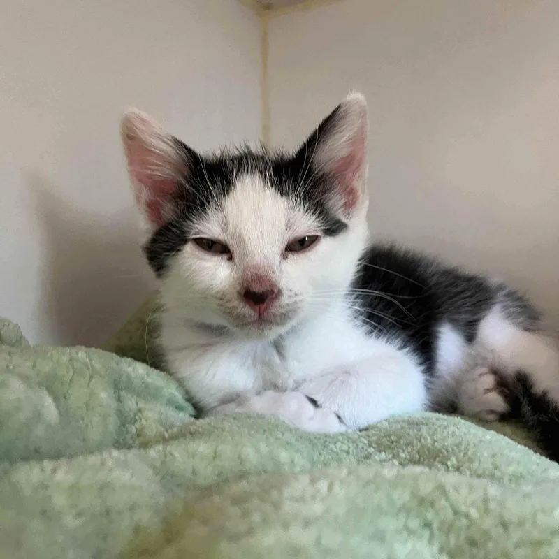 A baby small-sized male White Domestic Short Hair cat named Digby for adoption in Oakland, CA