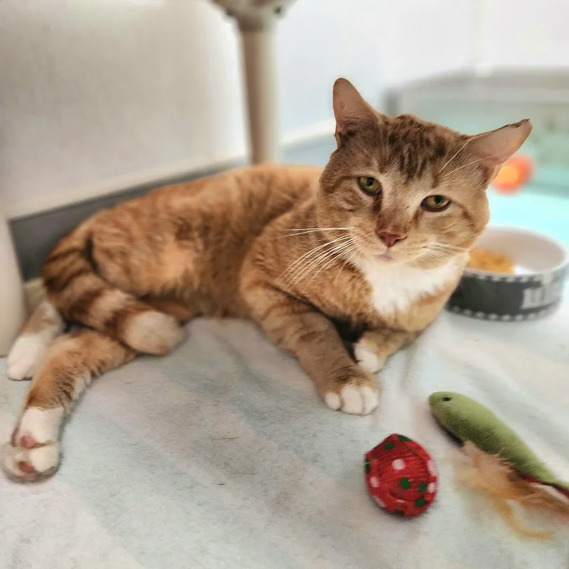 An adult medium-sized male Orange & White Domestic Short Hair cat named Archer for adoption in Medfield, MA
