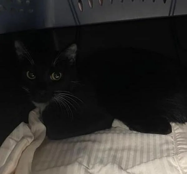 A young small-sized female Domestic Short Hair cat named Blueberry for adoption in Escondido, CA