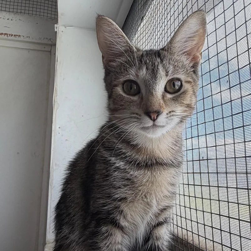A baby small-sized female Torbie Domestic Short Hair cat named Josie for adoption in Quakertown, PA