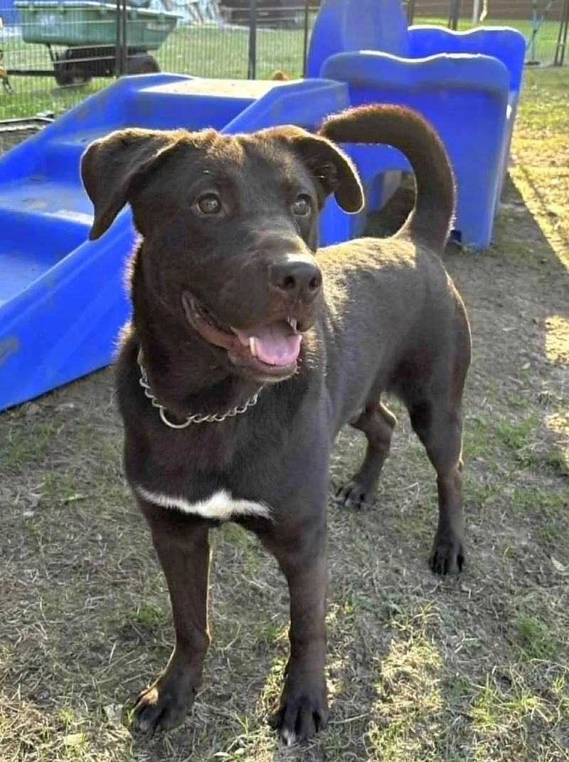 A young large-sized male Labrador Retriever dog named Grant for adoption in Allen, TX