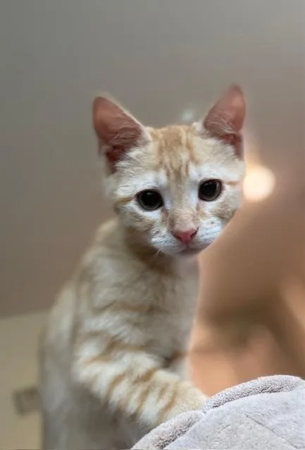 A baby small-sized male Orange & White Domestic Short Hair cat named Wally for adoption in Mooresville, NC