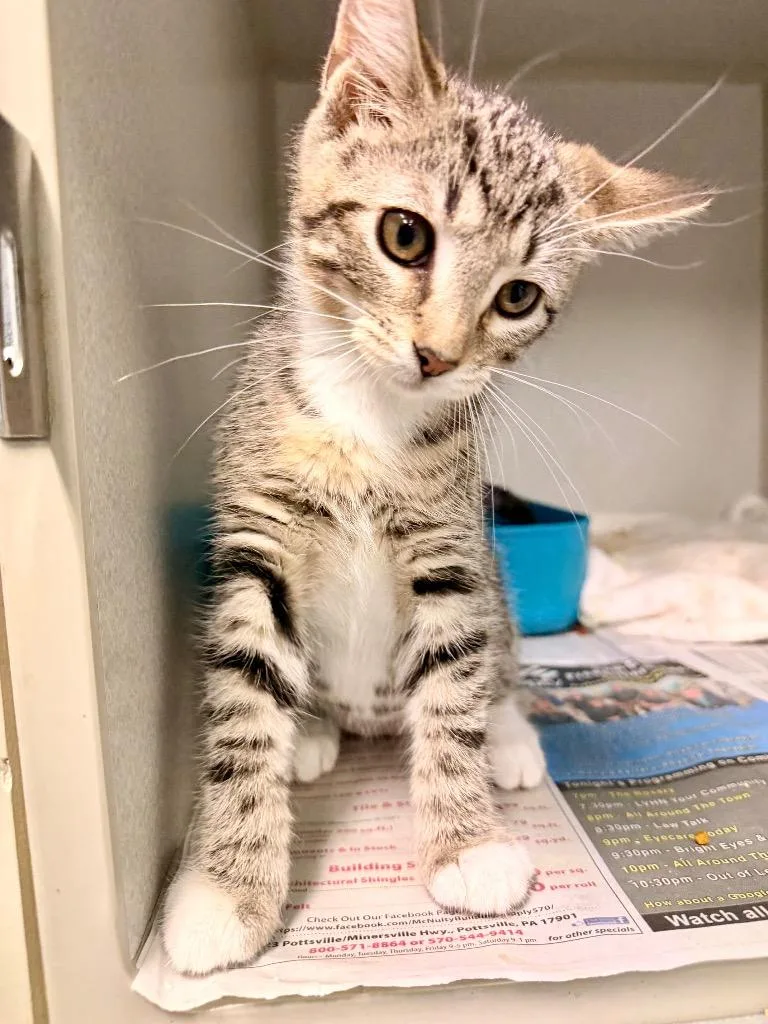 A baby medium-sized female Domestic Short Hair cat named Gianna for adoption in Pottsville, PA