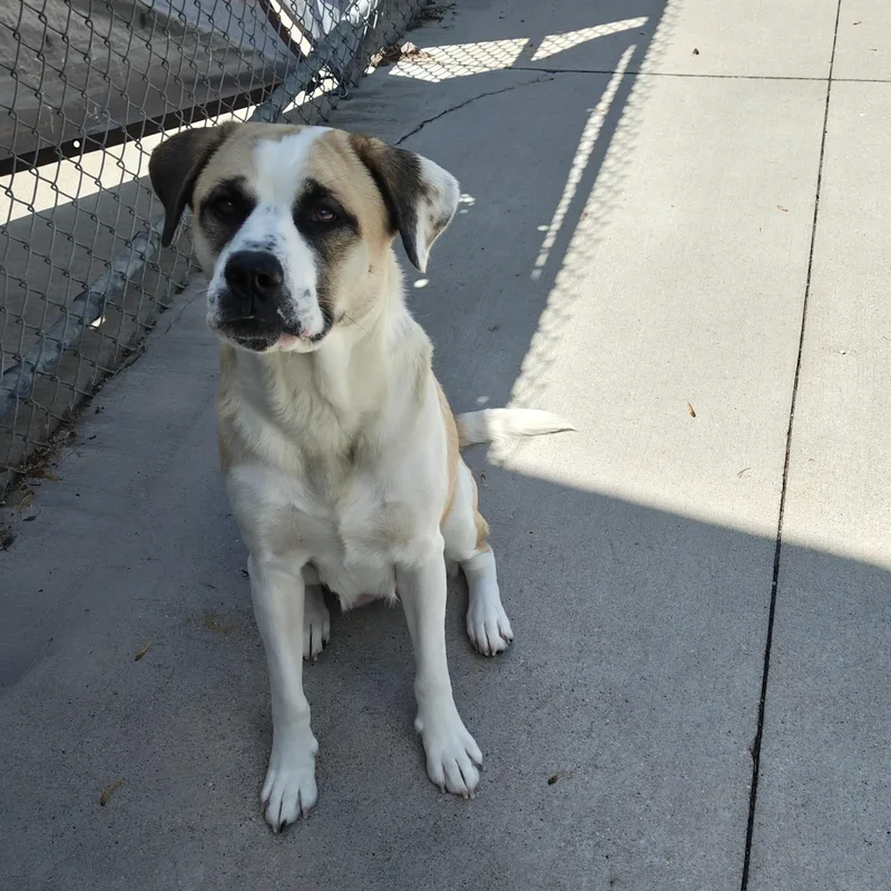 An adult large-sized female Mixed Breed dog named Maggie for adoption in Mount Pleasant, MI