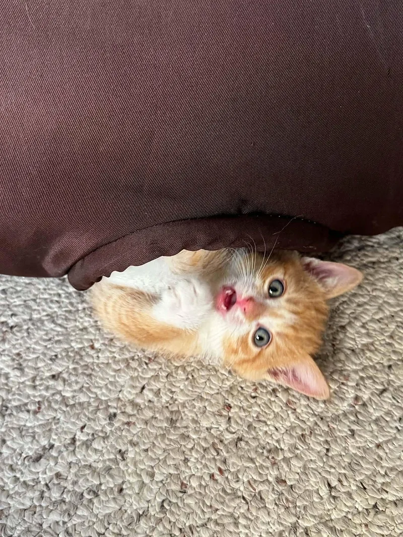 A baby medium-sized male Orange & White Tabby cat named Snagcome Meet Me for adoption in Decorah, IA