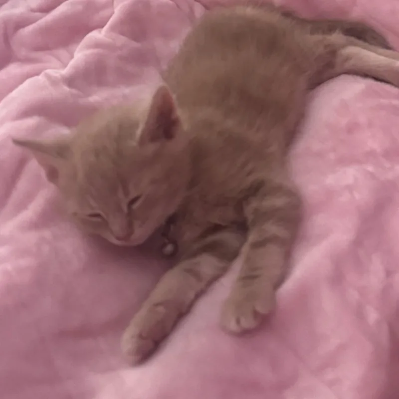 A baby small-sized male Domestic Short Hair cat named Calamari for adoption in Cumming, GA