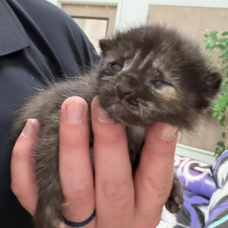 A baby small-sized female Tortoiseshell Domestic Short Hair cat named Xena for adoption in South Elgin, IL