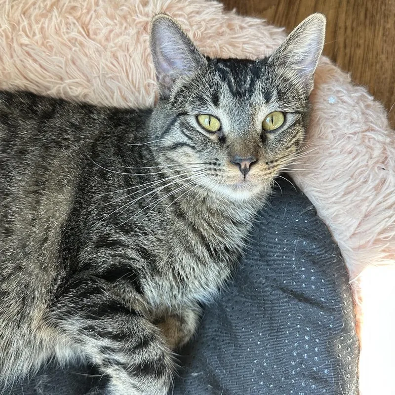 A young small-sized male Brown / Chocolate Domestic Short Hair cat named Vidar for adoption in Grantsville, UT