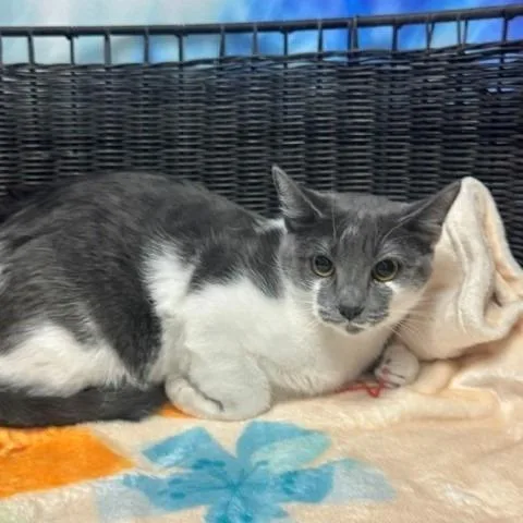 An adult medium-sized female Gray / Blue / Silver Domestic Short Hair cat named Arlo for adoption in Henderson, NV