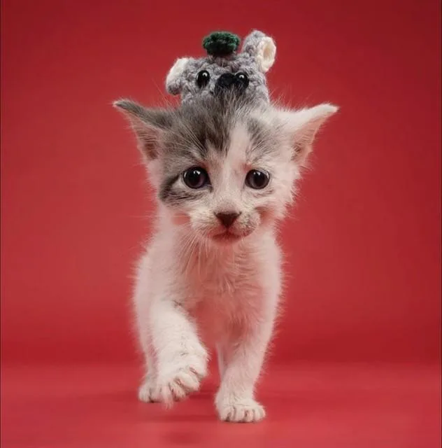 A baby small-sized male Domestic Short Hair cat named Franky for adoption in Miami, FL