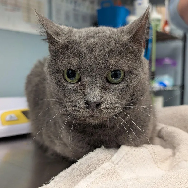A senior medium-sized female Domestic Short Hair cat named Poppy for adoption in New Castle, DE