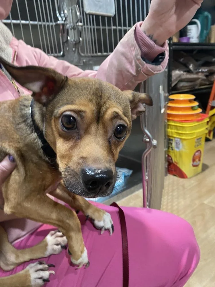 An adult small-sized male Tricolor (Brown, Black, & White) Chihuahua dog named Odie for adoption in Linton, IN