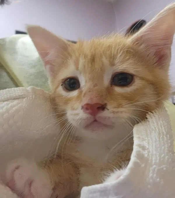 A baby small-sized male Domestic Short Hair cat named Tabor for adoption in Vancouver, WA