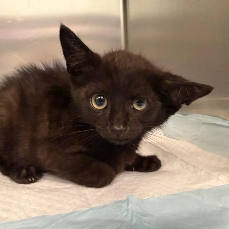 A baby small-sized male Black Domestic Short Hair cat named Chili Beans for adoption in Greensboro, NC