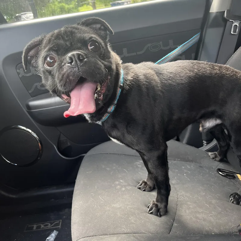 A young small-sized male Bicolor Pug dog named Prince for adoption in Farmington, MN