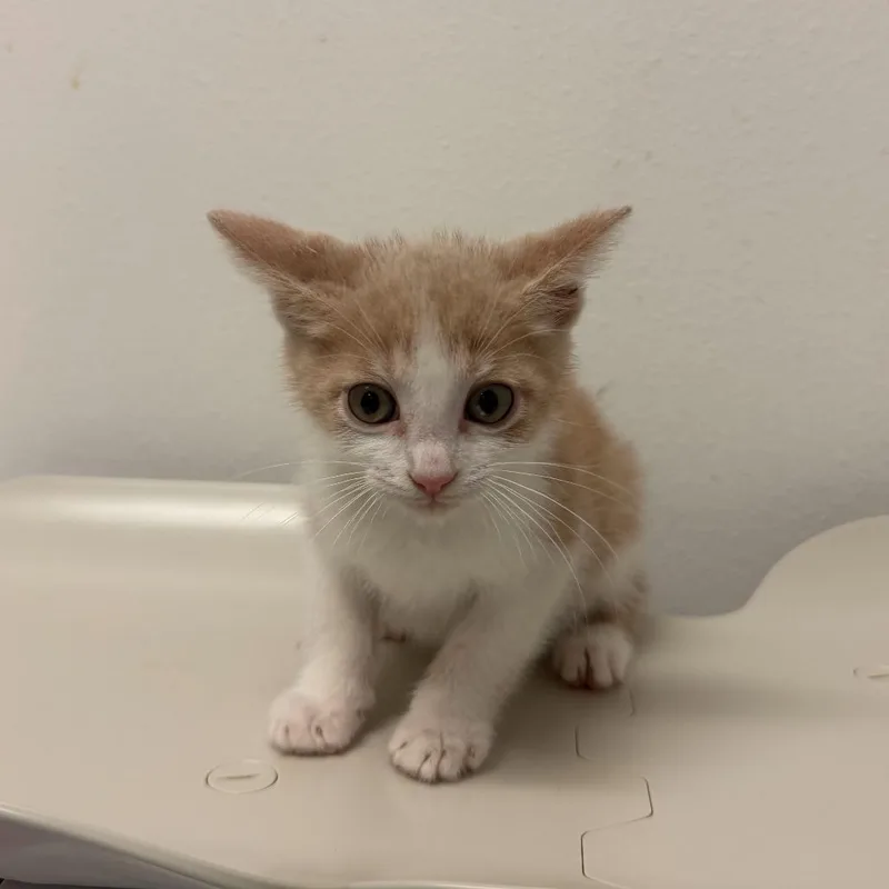 A baby small-sized male Domestic Short Hair cat named Mango for adoption in Edinburg, TX
