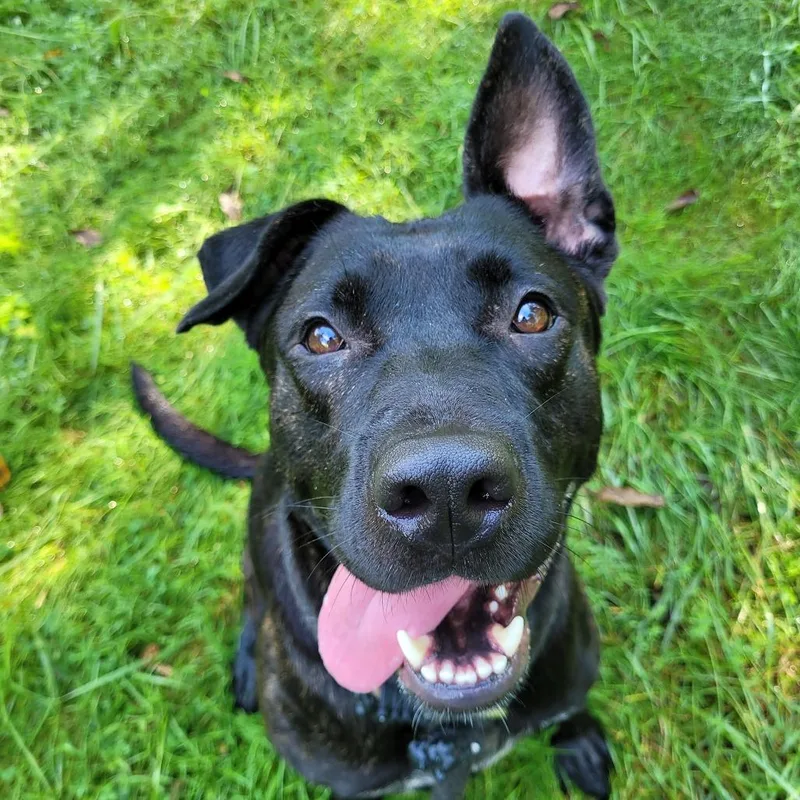 An adult large-sized female Black Mixed Breed dog named MMMBop for adoption in York, PA