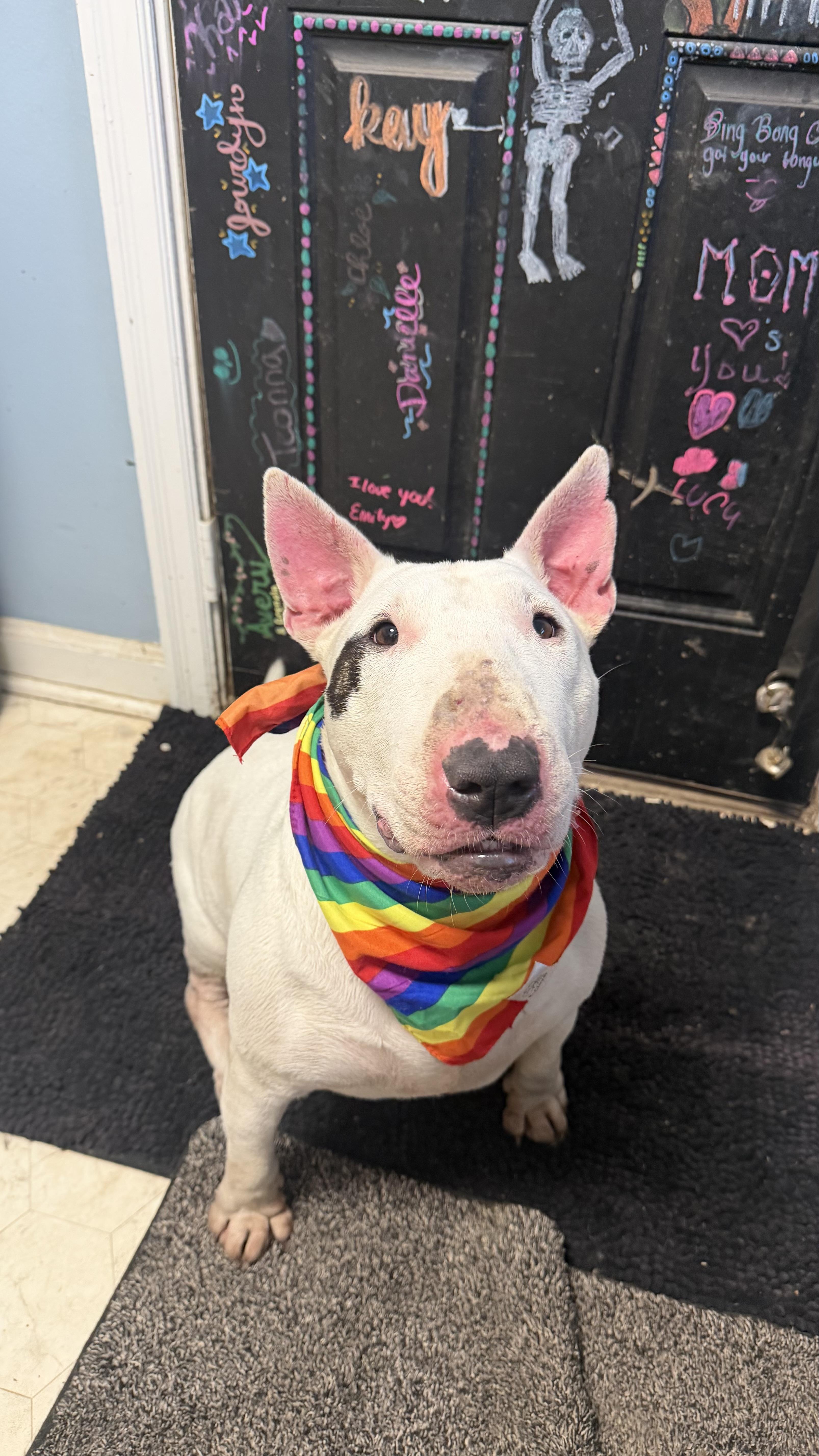 An adult large-sized female White / Cream Bull Terrier dog named Petunia for adoption in Louisburg, KS
