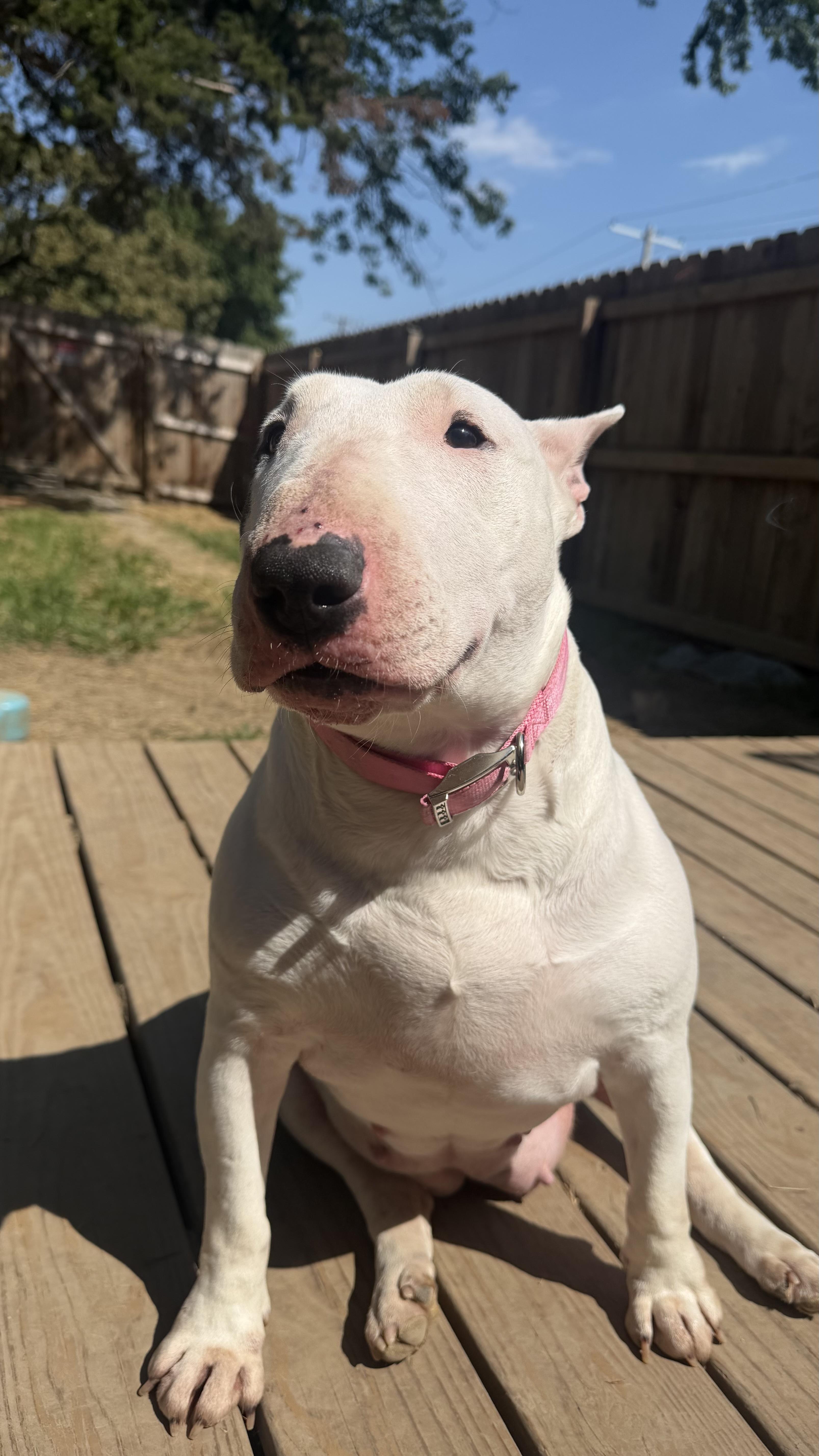 Petunia thumbnail 2