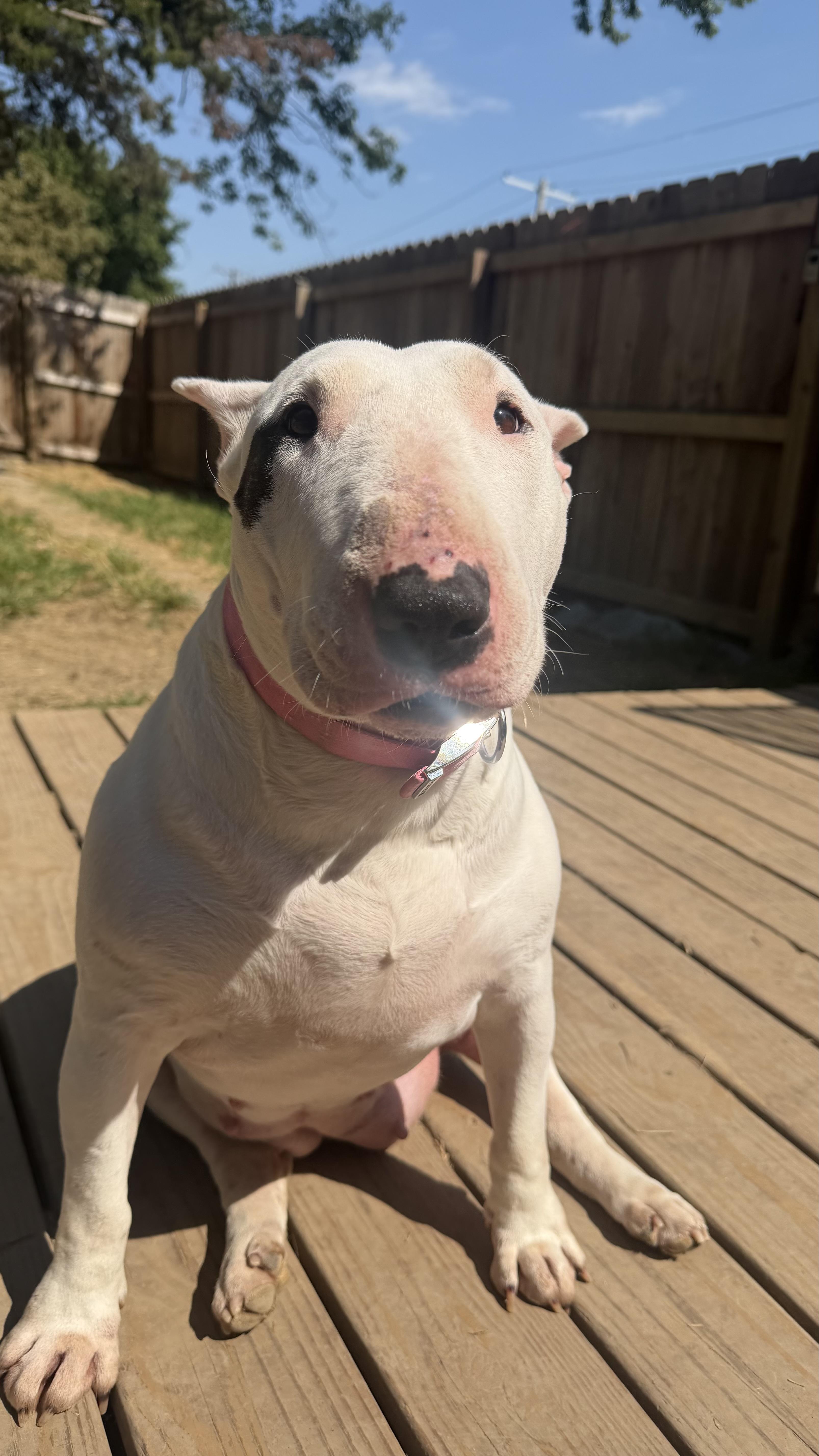 Petunia thumbnail 4