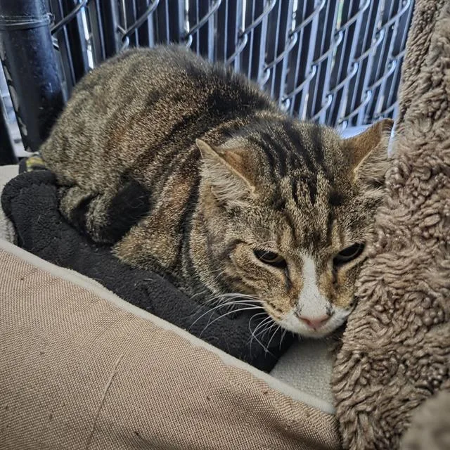 A senior medium-sized male Domestic Short Hair cat named Atticus for adoption in Palmetto, FL