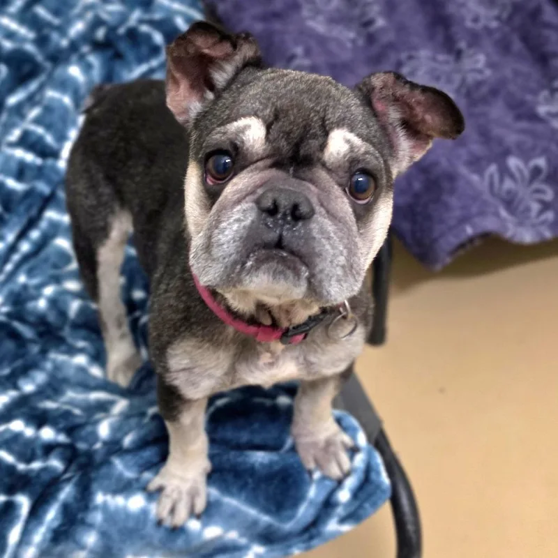 An adult small-sized female Black French Bulldog dog named Frankie Chino Hills Location for adoption in Chino Hills, CA