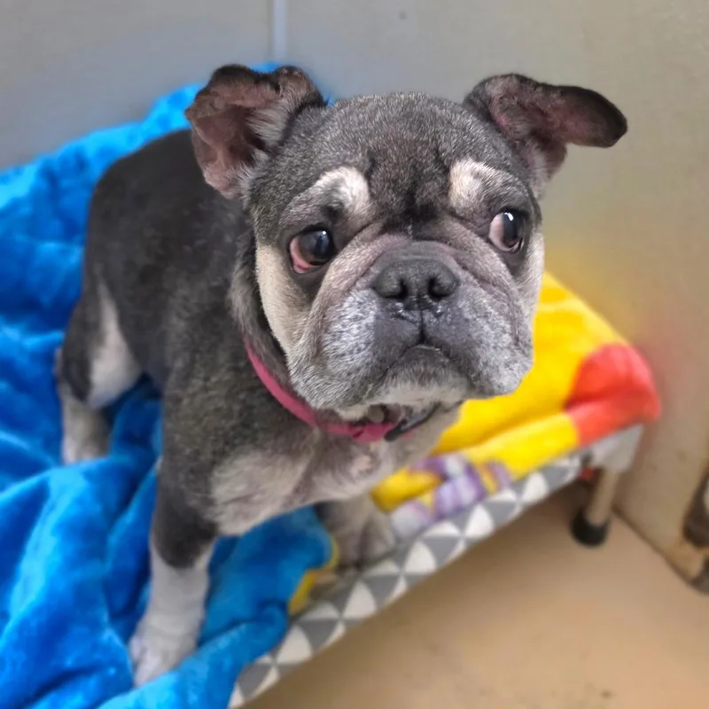 Frankie Chino Hills Location thumbnail 2