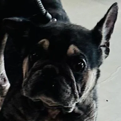 Frankie Chino Hills Location thumbnail 3