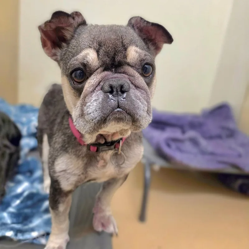 Frankie Chino Hills Location thumbnail 5