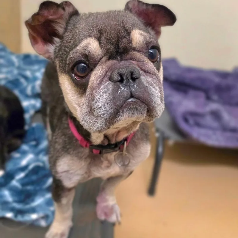 Frankie Chino Hills Location thumbnail 6