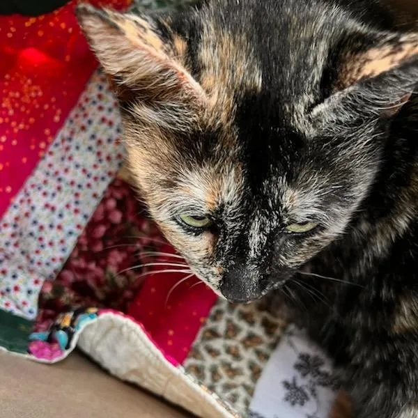 An adult medium-sized female Domestic Short Hair cat named Twix for adoption in Asheville, NC