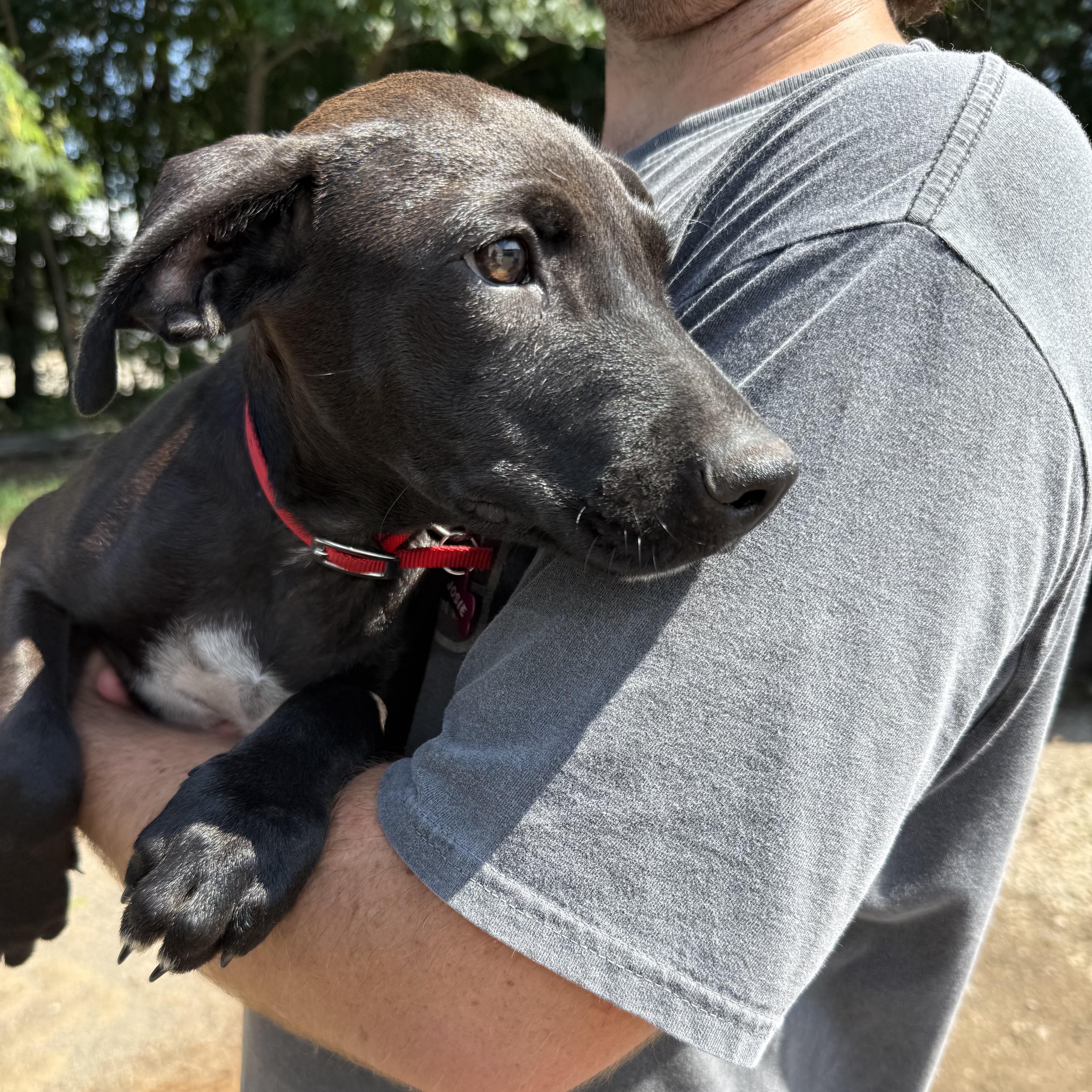 A baby medium-sized female Black Labrador Retriever dog named Paisleigh for adoption in Columbia, SC