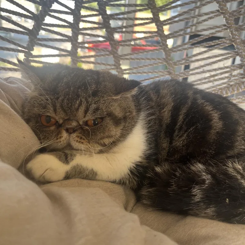 An adult small-sized female Brown / Chocolate Persian cat named Tequila Rose for adoption in Pasadena , MD