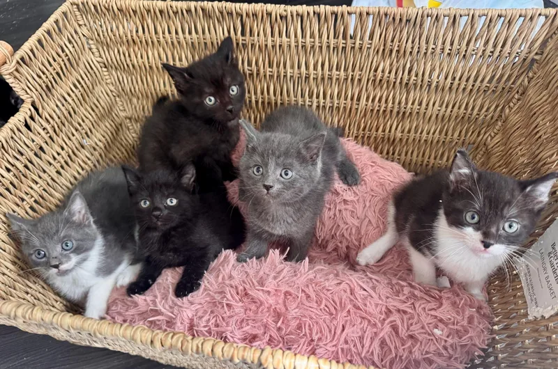 The Easter Gift Basket