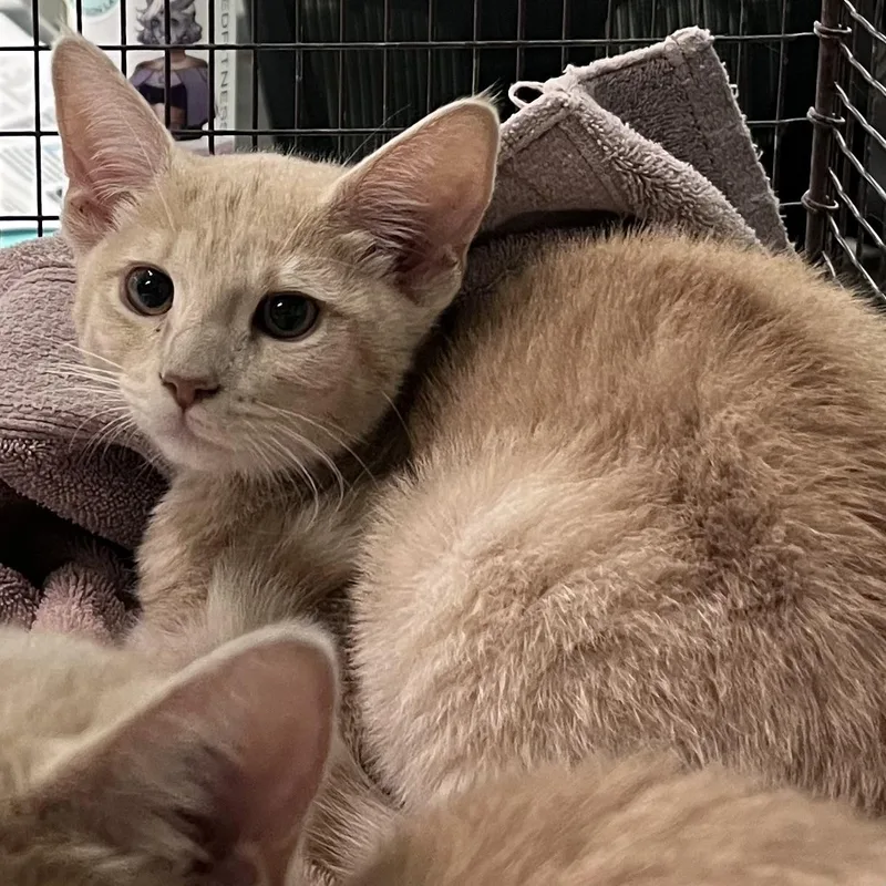 A baby small-sized female Domestic Short Hair cat named Tia for adoption in Los Angeles, CA