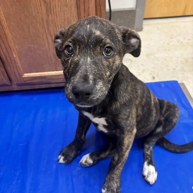 A baby small-sized female Brindle Labrador Retriever dog named Tsunami  U for adoption in Tupelo, MS