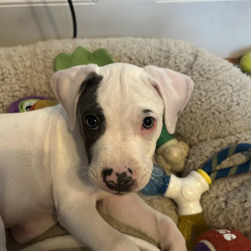 A baby medium-sized male White / Cream Pit Bull Terrier dog named Beans for adoption in Grafton, MA