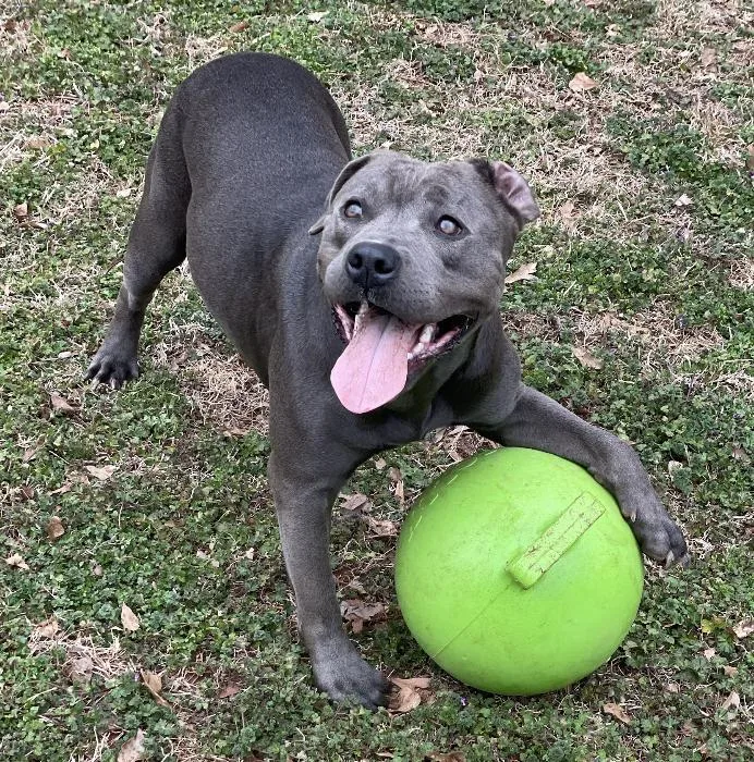 An adult large-sized female Gray / Blue / Silver Pit Bull Terrier dog named Asra for adoption in Roswell, GA