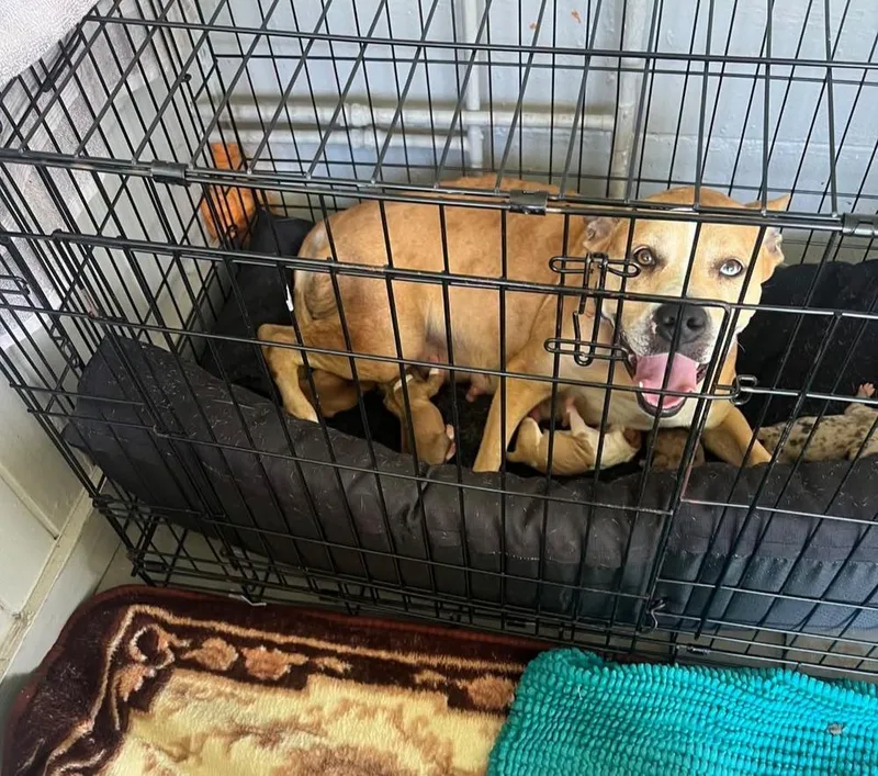 An adult medium-sized female Tricolor (Brown, Black, & White) American Bulldog dog named Lola Mae for adoption in Lakeland, FL